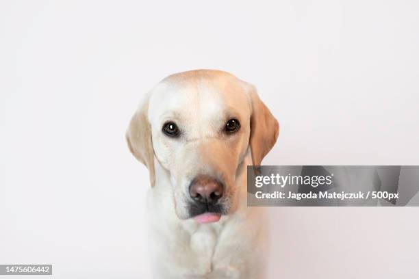 portrait of yellow labrador retriever sitting against white background,poland - labrador retriever ストックフォトと画像