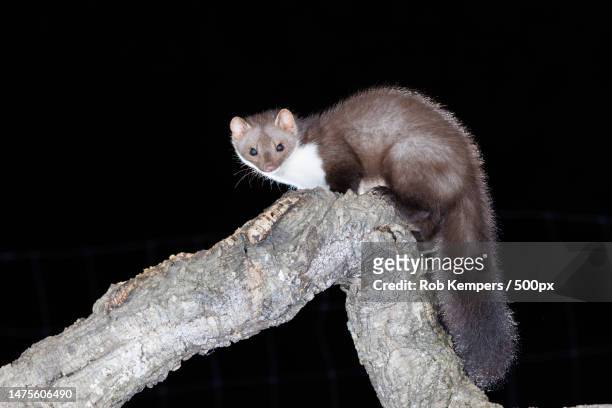 portrait of a cat,extremadura,spain - weasel family stock pictures, royalty-free photos & images