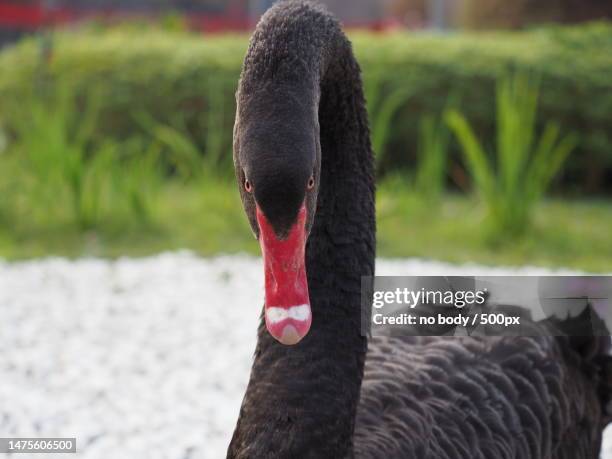 close-up of black swan swimming on lake - black swans stock pictures, royalty-free photos & images