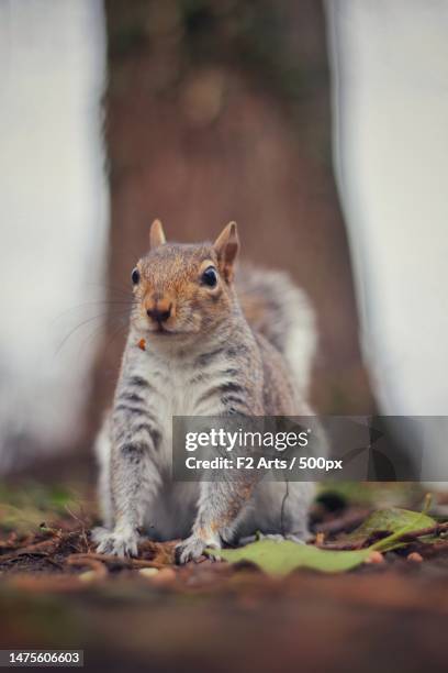 close-up of gray squirrel on field - tree squirrel stock-fotos und bilder