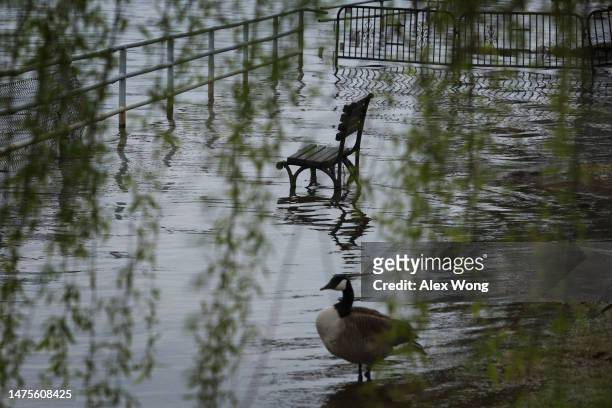 Park bench sits in floodwaters during high tide across the Washington Channel from The Wharf amid cherry blossoms in peak bloom near the Tidal Basin...