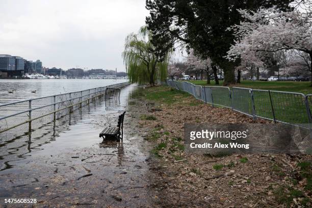Park bench sits in floodwaters during high tide across the Washington Channel from The Wharf amid cherry blossoms in peak bloom near the Tidal Basin...