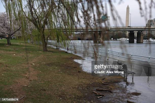 As the Washington Monument is seen in the background, a park bench sits in floodwaters during high tide amid cherry blossoms in peak bloom by the...