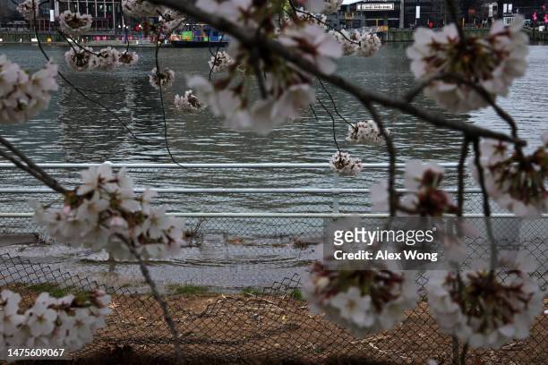 Floodwaters wash up the bank during high tide amid cherry blossoms in peak bloom by the Washington Channel near the Tidal Basin on March 23, 2023 in...