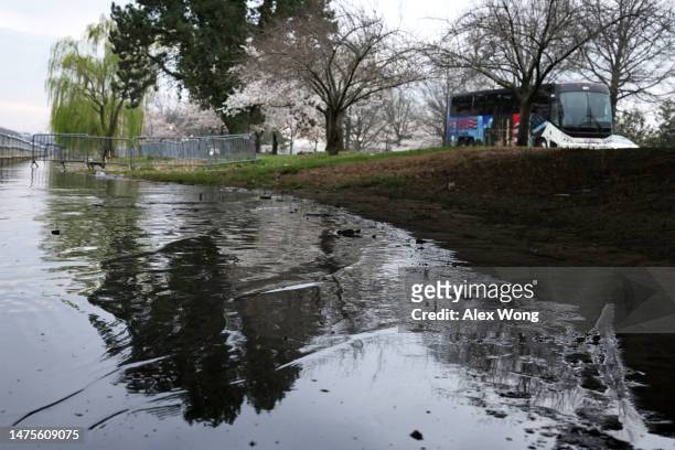 Floodwaters wash up the bank during high tide amid cherry blossoms in peak bloom by the Washington Channel near the Tidal Basin on March 23, 2023 in...