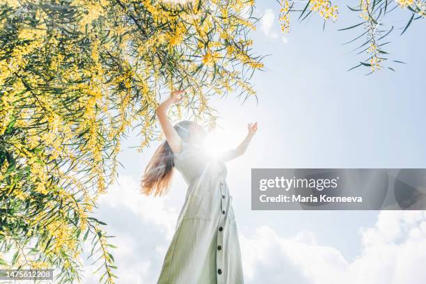 young woman among yellow flowering trees. - mimosa foto e immagini stock