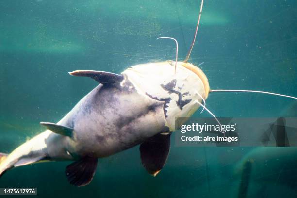 big red tail catfish (phractocephalus hemioliopterus) from ocean in aquarium - big mustache stock-fotos und bilder