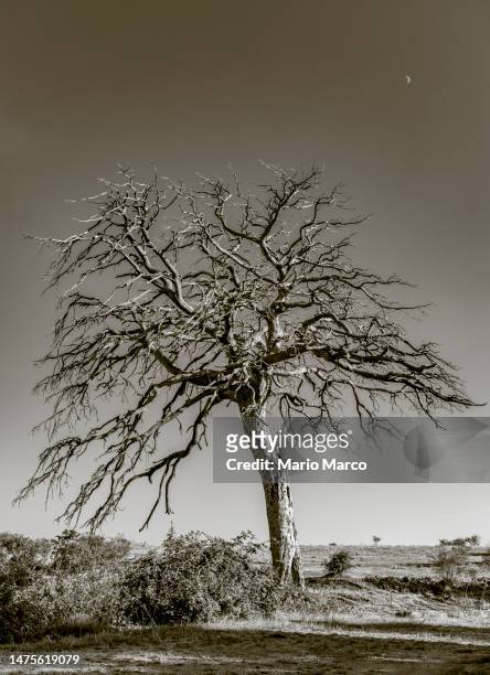 the dead tree - árbol de hoja caduca fotografías e imágenes de stock