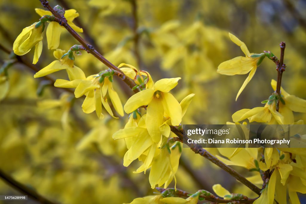 Closeup of Forsythia blossoms in early spring in Central Park, Manhattan, New York City