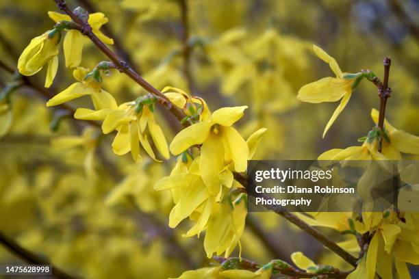 closeup of forsythia blossoms in early spring in central park, manhattan, new york city - forsythia stock-fotos und bilder
