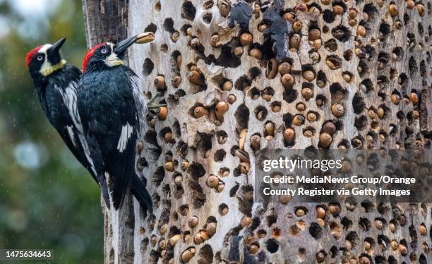 Orange, CA Two acorn woodpeckers place acorns in an old sycamore tree in the rain at Irvine Regional Park in Orange as another winter storm brought...