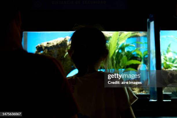 rear view of young girl visiting and looking at the animals in the aquarium - madrid zoo aquarium stock pictures, royalty-free photos & images