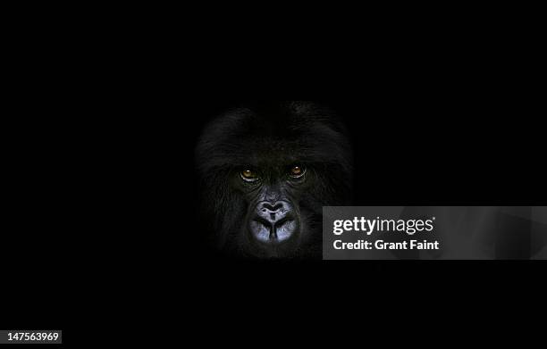 gorilla in dark area. - gorilla face stock pictures, royalty-free photos & images
