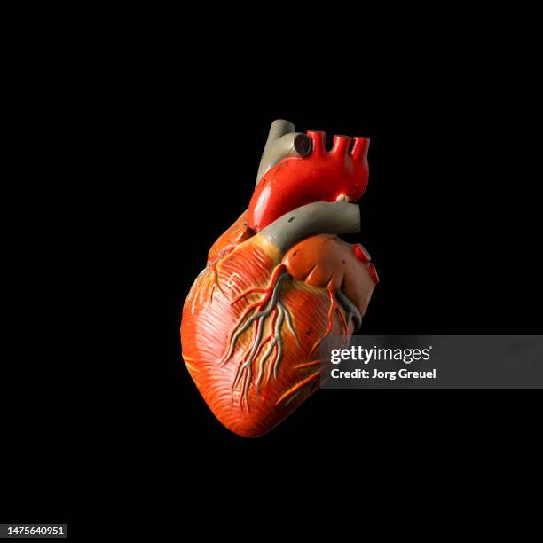 vintage anatomical model of a human heart - human heart stock pictures, royalty-free photos & images