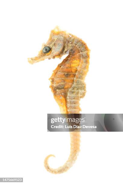 dried seahorse - zeepaardje stockfoto's en -beelden