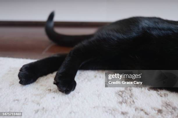 black cat rests on rug - animal leg stock pictures, royalty-free photos & images