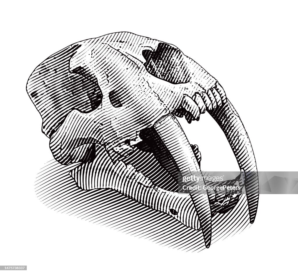 セイバートゥースタイガースカル