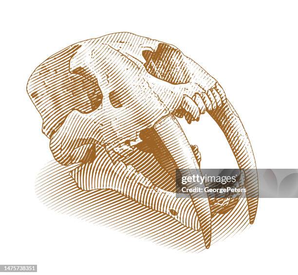 säbelzahn-tigerschädel - säbelzahnkatzen und scheinsäbelzahnkatzen stock-grafiken, -clipart, -cartoons und -symbole