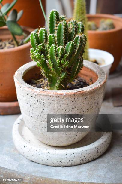 houseplant, mini cactus succulent plant - green spiky plant stock pictures, royalty-free photos & images