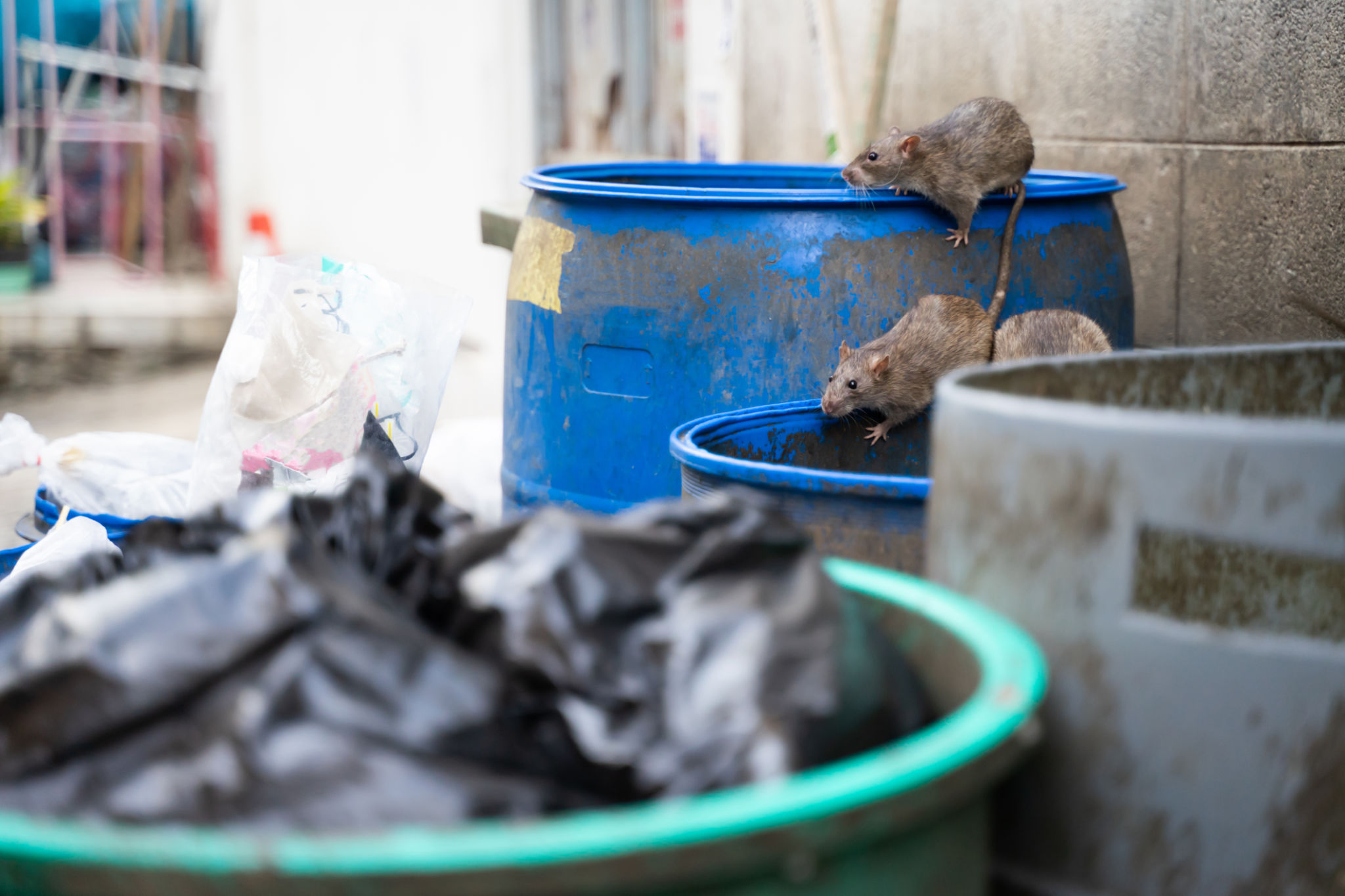 rodents near dumpster
