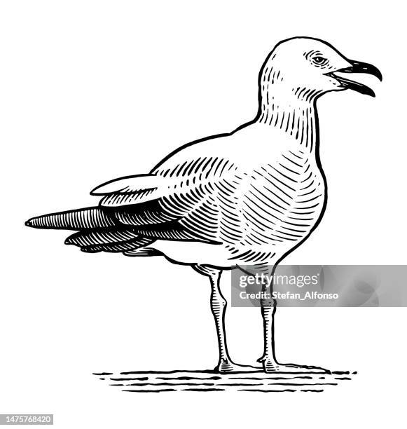 vector drawing of a standing seagull - seagull stock illustrations