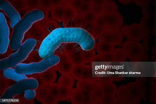 shigella bacteria - salmonellen stock-fotos und bilder