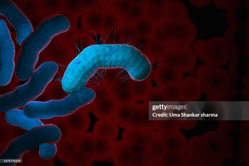 Shigella bacteria