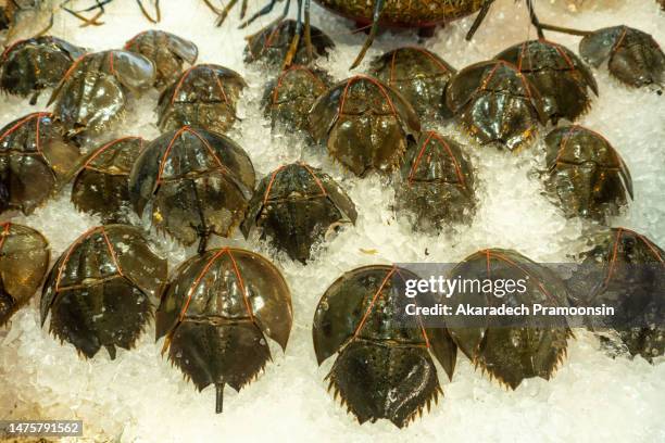 fresh king crabs placed on ice - granchio reale foto e immagini stock