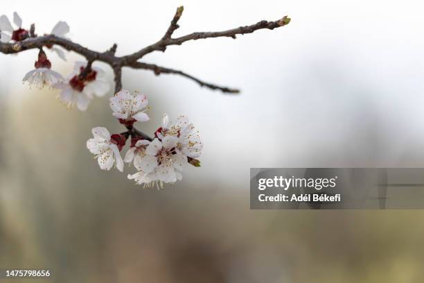 almond tree blossoms - almond tree photos et images de collection