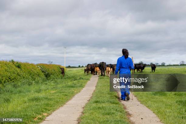 rounding up the cattle - farm worker stock pictures, royalty-free photos & images