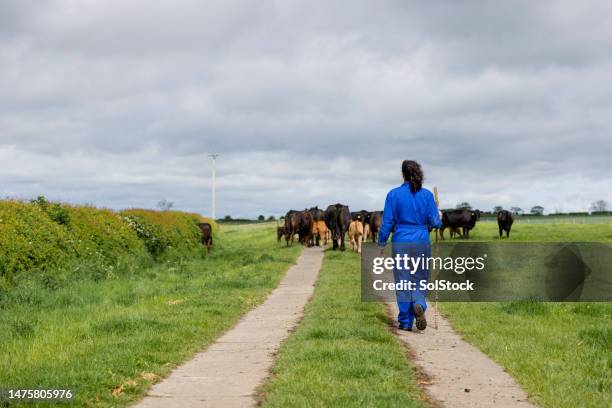 rounding up the cattle - cows uk stock pictures, royalty-free photos & images