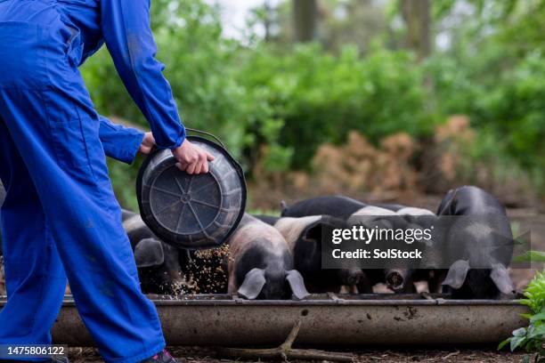 hungry little piggies - herbivorous stock pictures, royalty-free photos & images