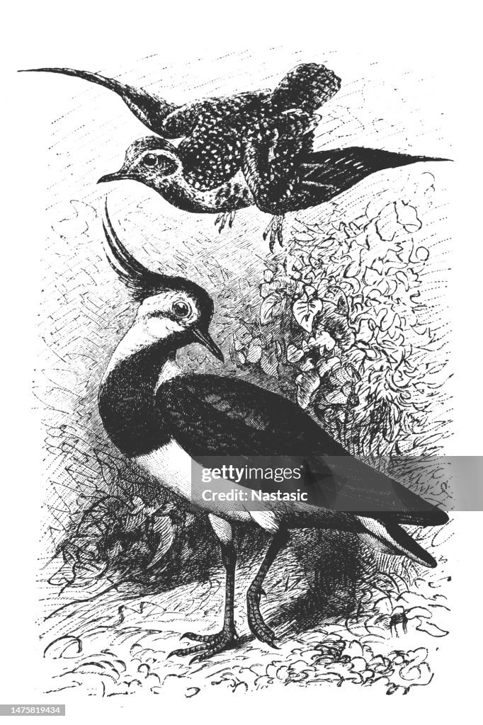 The European golden plover (Pluvialis apricaria), also known as the European golden-plover, Eurasian golden plover ) and The northern lapwing (Vanellus vanellus), also known as peewit or pewit
