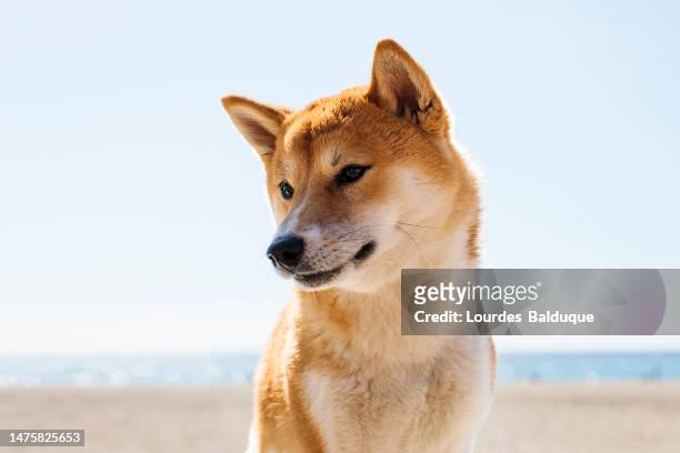 japanese pet shiba inu - cute shiba inu puppies stock pictures, royalty-free photos & images