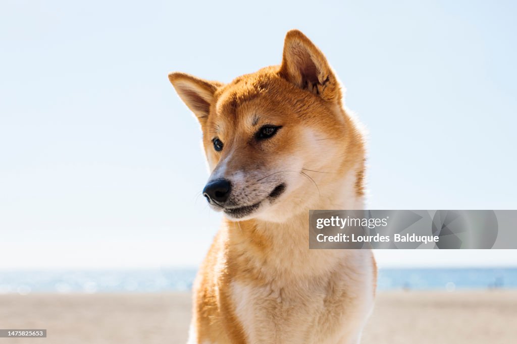 Japanese pet shiba inu