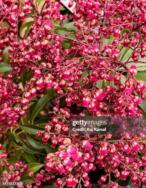 pink bell heather (erica cinerea) in flower and close up. - erica cinerea stock pictures, royalty-free photos & images