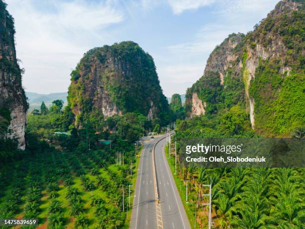 aerial view of road through palm oil trees plantation in thailand - oil palm imagens e fotografias de stock