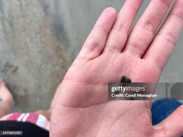 teenage girl holding prehistoric shark tooth found on the beach. shark tooth hunting. - fossil hunting stock pictures, royalty-free photos & images