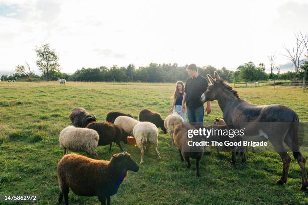siblings with sheep and donkey standing on field - schapenboerderij stockfoto's en -beelden