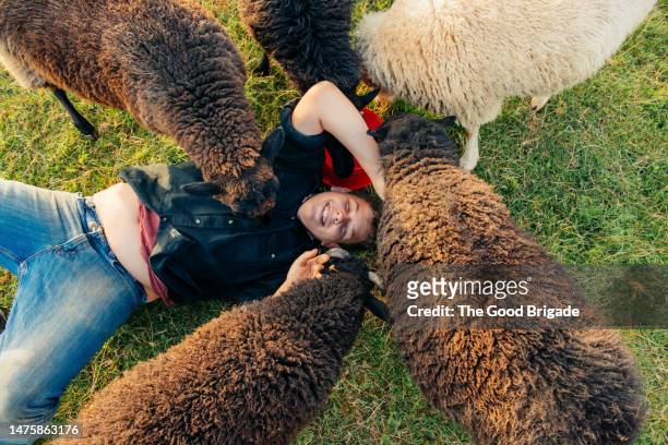 high angle view of sheep licking happy boy lying on field - i love teen boys stock pictures, royalty-free photos & images