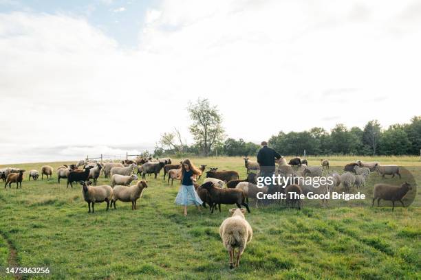 brother and sister with herd of sheep on field against sky - schäferei stock-fotos und bilder