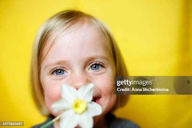 little cute blonde girl biting daffodil on a yellow background. studio child portrait with flowers. baby girl laughing and playing around. - beautiful blonde babes stock pictures, royalty-free photos & images