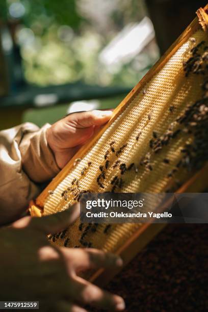 beekeeper holding in hand honeycomb with bees. - beekeeping stock pictures, royalty-free photos & images