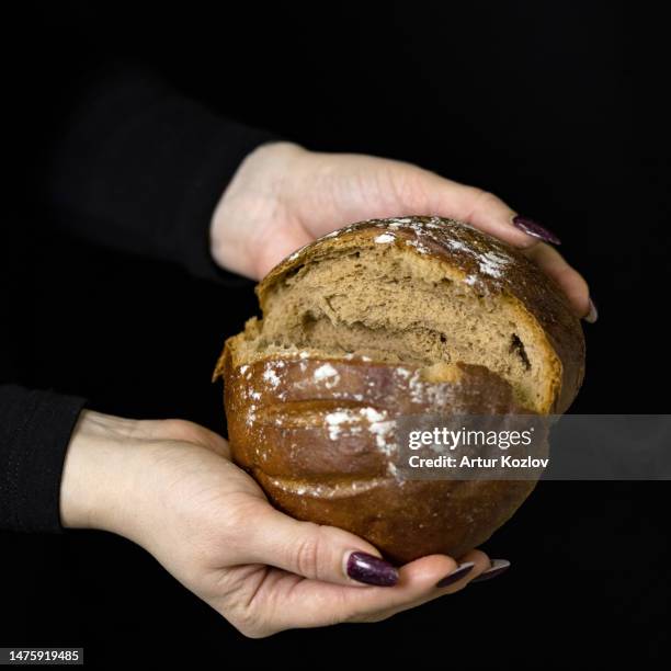 loaf of broken round rye bread with crispy crust in hands of woman. fresh dark bread. custard bread. sourdough baking. black background. view from above. copy space - rhizopus stock pictures, royalty-free photos & images