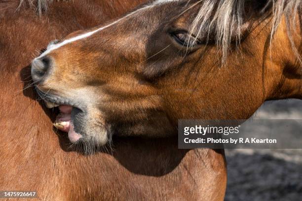 two very similar chestnut horses giving each other a back scratch outdoors - animal back stock pictures, royalty-free photos & images