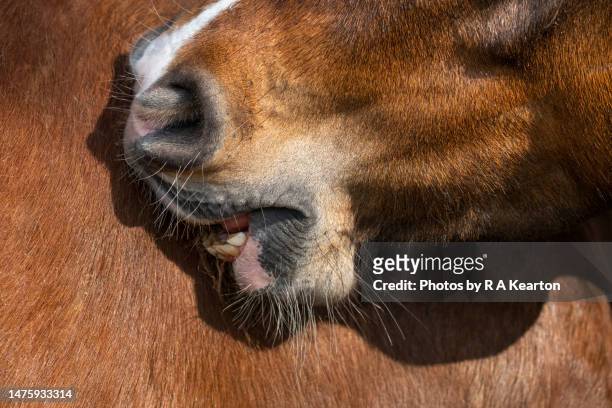 two very similar chestnut horses giving each other a back scratch outdoors - animal back stock pictures, royalty-free photos & images