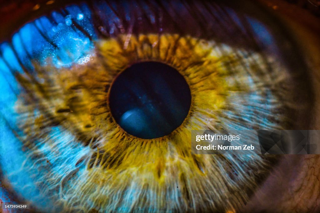 Anatomy of an eye (7) Macro photography.