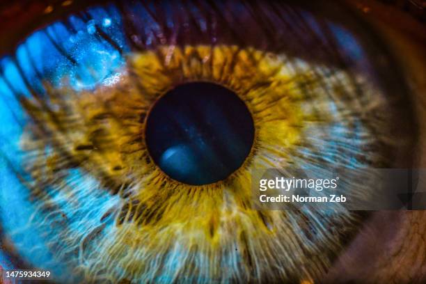 anatomy of an eye (7) macro photography. - iride foto e immagini stock