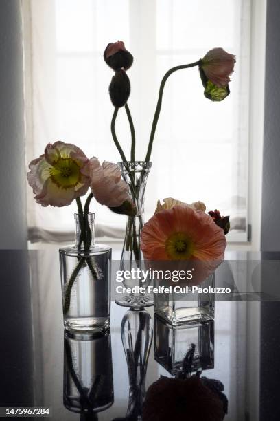 pavot flowers in a vase with black background - poppies in vase stock pictures, royalty-free photos & images