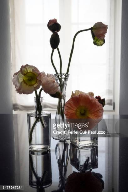 pavot flowers in a vase with black background - papoulas imagens e fotografias de stock